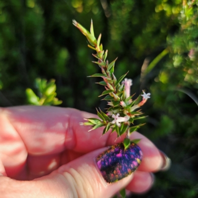 Leucopogon neoanglicus (A Beard-Heath) at Morton National Park - 10 Mar 2024 by Csteele4