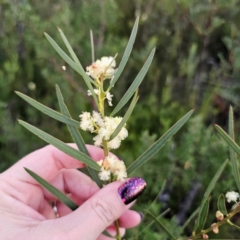 Acacia suaveolens (Sweet Wattle) at Morton National Park - 10 Mar 2024 by Csteele4