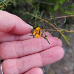 Mirbelia baueri at Morton National Park - 10 Mar 2024 by Csteele4