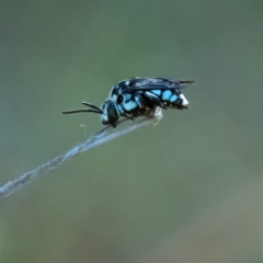 Thyreus caeruleopunctatus at Higgins Woodland - 9 Mar 2024