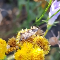 Oechalia schellenbergii (Spined Predatory Shield Bug) at Budjan Galindji (Franklin Grassland) Reserve - 4 Mar 2024 by HappyWanderer