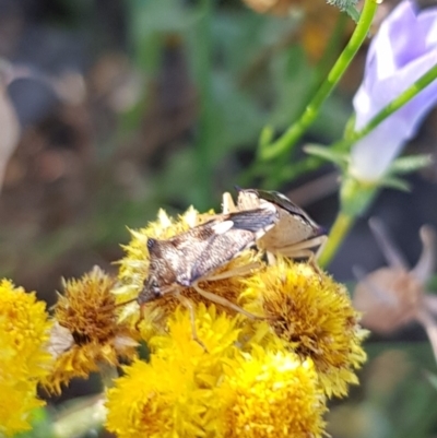 Oechalia schellenbergii (Spined Predatory Shield Bug) at North Mitchell Grassland  (NMG) - 4 Mar 2024 by HappyWanderer