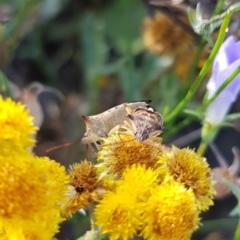 Oechalia schellenbergii at North Mitchell Grassland  (NMG) - 4 Mar 2024