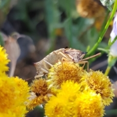 Oechalia schellenbergii at North Mitchell Grassland  (NMG) - 4 Mar 2024