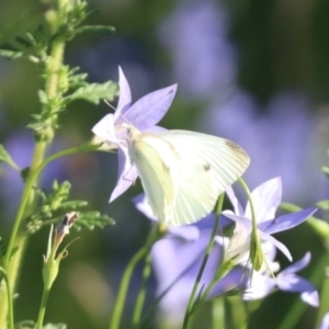 Pieris rapae at North Mitchell Grassland  (NMG) - 4 Mar 2024