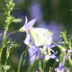 Pieris rapae at North Mitchell Grassland  (NMG) - 4 Mar 2024 05:45 PM