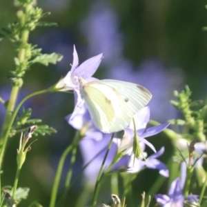 Pieris rapae at North Mitchell Grassland  (NMG) - 4 Mar 2024 05:45 PM