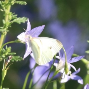 Pieris rapae at North Mitchell Grassland  (NMG) - 4 Mar 2024