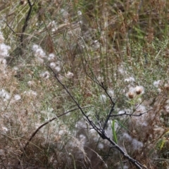 Senecio quadridentatus (Cotton Fireweed) at Wodonga - 11 Mar 2024 by KylieWaldon