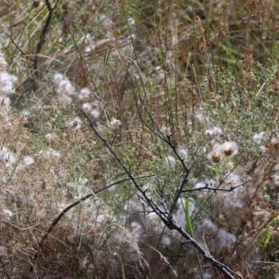 Senecio quadridentatus (Cotton Fireweed) at Wodonga - 12 Mar 2024 by KylieWaldon