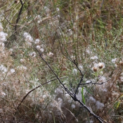 Senecio quadridentatus (Cotton Fireweed) at Wodonga - 11 Mar 2024 by KylieWaldon