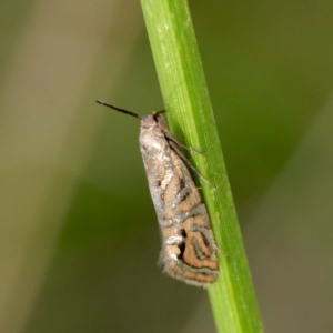 Glyphipterix cyanochalca at Gungaderra Creek Ponds - 11 Mar 2024