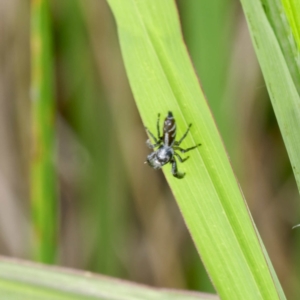 Thyene concinna at Gungaderra Creek Ponds - 11 Mar 2024