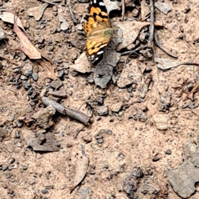 Vanessa kershawi (Australian Painted Lady) at Mount Majura - 19 Feb 2024 by abread111