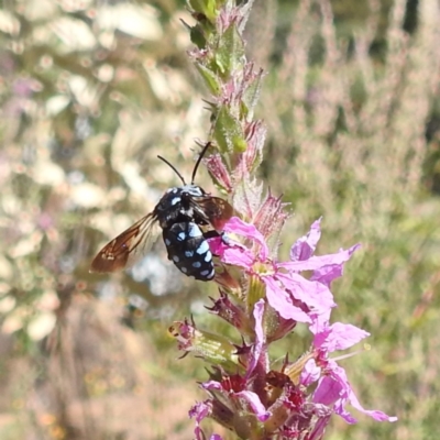 Thyreus caeruleopunctatus (Chequered cuckoo bee) at Acton, ACT - 12 Mar 2024 by HelenCross
