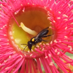 Leioproctus (Leioproctus) irroratus (Yellow-shouldered Bee) at Acton, ACT - 12 Mar 2024 by HelenCross