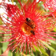 Leioproctus (Leioproctus) irroratus at ANBG - 12 Mar 2024