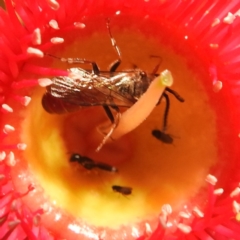 Lasioglossum (Parasphecodes) sp. (genus & subgenus) (Halictid bee) at Acton, ACT - 12 Mar 2024 by HelenCross