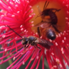 Lasioglossum (Parasphecodes) sp. (genus & subgenus) at ANBG - 12 Mar 2024