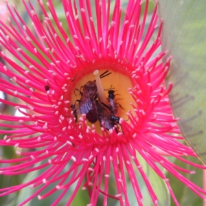 Lasioglossum (Parasphecodes) sp. (genus & subgenus) at ANBG - 12 Mar 2024