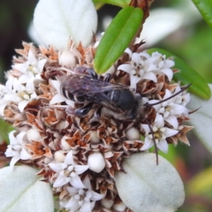 Lipotriches (Austronomia) phanerura (Halictid Bee) at Acton, ACT - 12 Mar 2024 by HelenCross