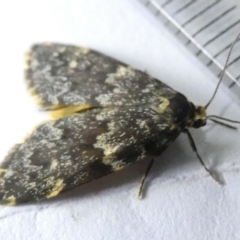 Halone coryphoea (Eastern Halone moth) at Flea Bog Flat to Emu Creek Corridor - 12 Mar 2024 by JohnGiacon