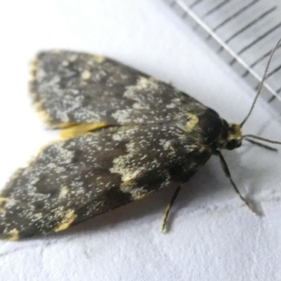 Halone coryphoea (Eastern Halone moth) at Emu Creek Belconnen (ECB) - 12 Mar 2024 by JohnGiacon