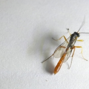 Ichneumonidae (family) at Emu Creek Belconnen (ECB) - 12 Mar 2024