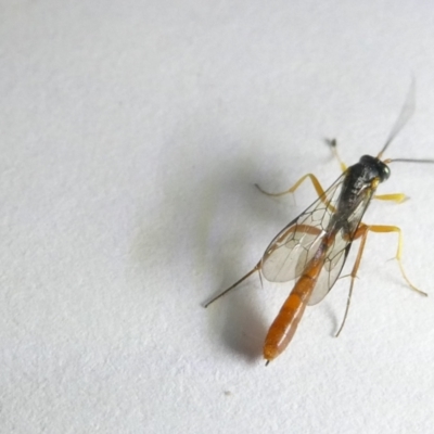 Ichneumonidae (family) (Unidentified ichneumon wasp) at Emu Creek - 12 Mar 2024 by JohnGiacon