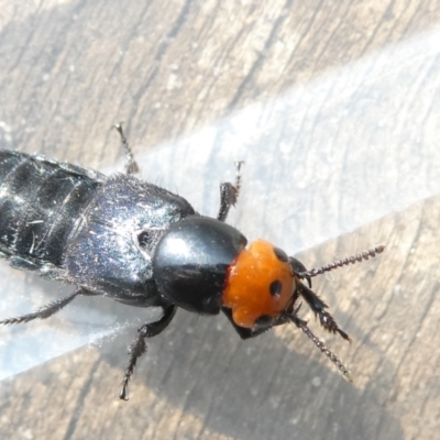 Creophilus erythrocephalus (Devil's coach horse, Rove beetle) at Flea Bog Flat to Emu Creek Corridor - 11 Mar 2024 by JohnGiacon