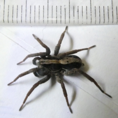 Unidentified Spider (Araneae) at Emu Creek Belconnen (ECB) - 11 Mar 2024 by JohnGiacon
