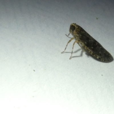 Cixiidae sp. (family) (Cixiid planthopper) at Emu Creek Belconnen (ECB) - 11 Mar 2024 by JohnGiacon