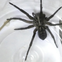 Tasmanicosa sp. (genus) (Unidentified Tasmanicosa wolf spider) at Flea Bog Flat to Emu Creek Corridor - 11 Mar 2024 by JohnGiacon