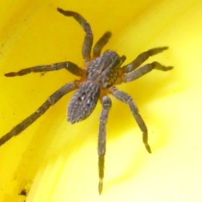 Mituliodon tarantulinus at Flea Bog Flat to Emu Creek Corridor - 11 Mar 2024 by JohnGiacon