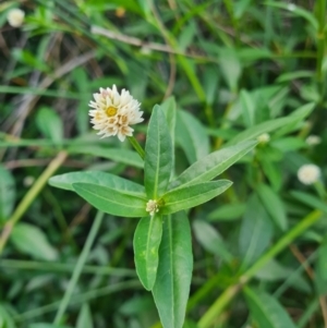 Alternanthera philoxeroides at Lake Tuggeranong - 12 Mar 2024 06:52 PM