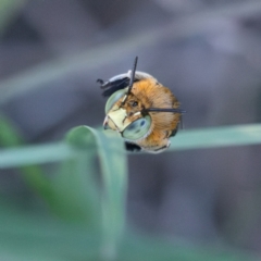 Amegilla sp. (genus) (Blue Banded Bee) at Higgins, ACT - 30 Dec 2023 by Untidy