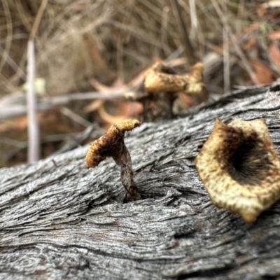 Unidentified Cap on a stem; gills below cap [mushrooms or mushroom-like] at Aranda Bushland - 12 Mar 2024 by lbradley