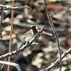 Bombyliidae (family) (Unidentified Bee fly) at Aranda, ACT - 12 Mar 2024 by lbradley