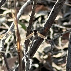 Bombyliidae (family) at Aranda Bushland - 12 Mar 2024