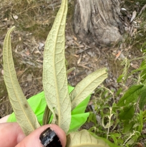 Olearia lirata at Aranda Bushland - 12 Mar 2024