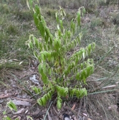 Olearia lirata at Aranda Bushland - 12 Mar 2024