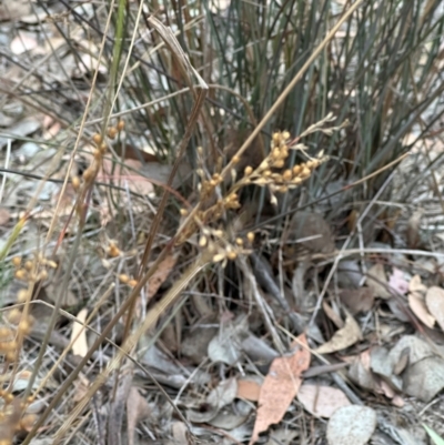 Juncus sp. (A Rush) at Aranda Bushland - 12 Mar 2024 by lbradley