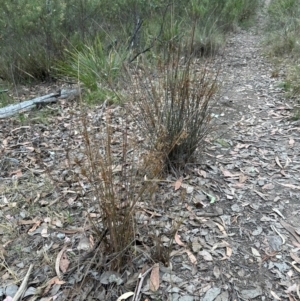 Juncus sp. at Aranda Bushland - 12 Mar 2024