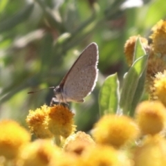 Zizina otis (Common Grass-Blue) at Budjan Galindji (Franklin Grassland) Reserve - 4 Mar 2024 by HappyWanderer