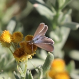 Zizina otis at North Mitchell Grassland  (NMG) - 4 Mar 2024 05:48 PM