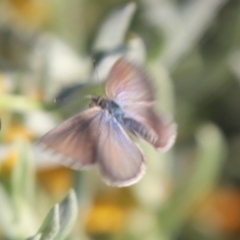 Zizina otis at North Mitchell Grassland  (NMG) - 4 Mar 2024 05:48 PM