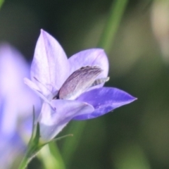 Zizina otis at North Mitchell Grassland  (NMG) - 4 Mar 2024 05:48 PM