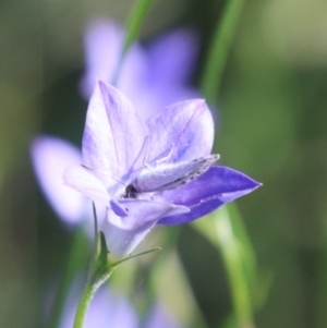 Zizina otis at North Mitchell Grassland  (NMG) - 4 Mar 2024