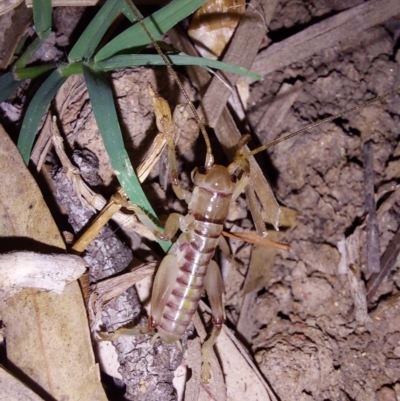 Gryllacrididae (family) (Wood, Raspy or Leaf Rolling Cricket) at Albury - 12 Mar 2024 by RobCook