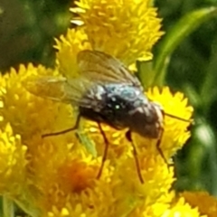 Calliphoridae (family) (Unidentified blowfly) at Budjan Galindji (Franklin Grassland) Reserve - 4 Mar 2024 by HappyWanderer